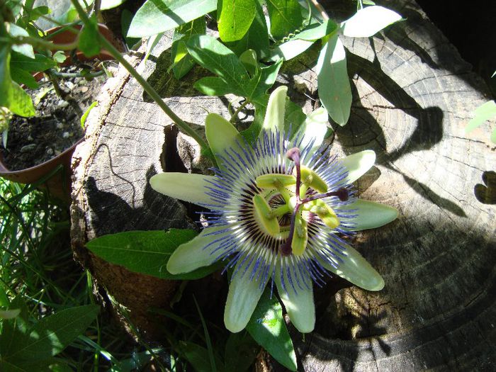 passiflora - florile mele