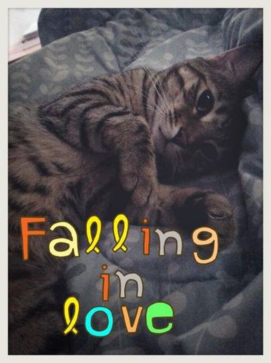 black jack 2ne1 cat dara