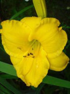 41. Layers of Gold - HEMEROCALLIS