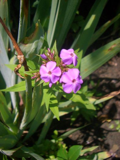 phlox Laura