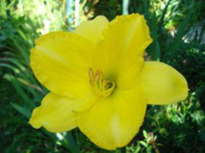 27. Double Barell - HEMEROCALLIS