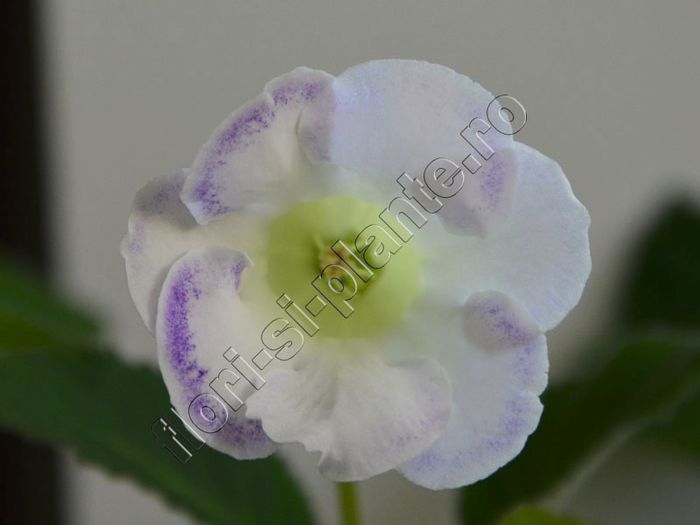 Gloxinia Wings of dragonfly - GLOXINIA _ SINNINGIA