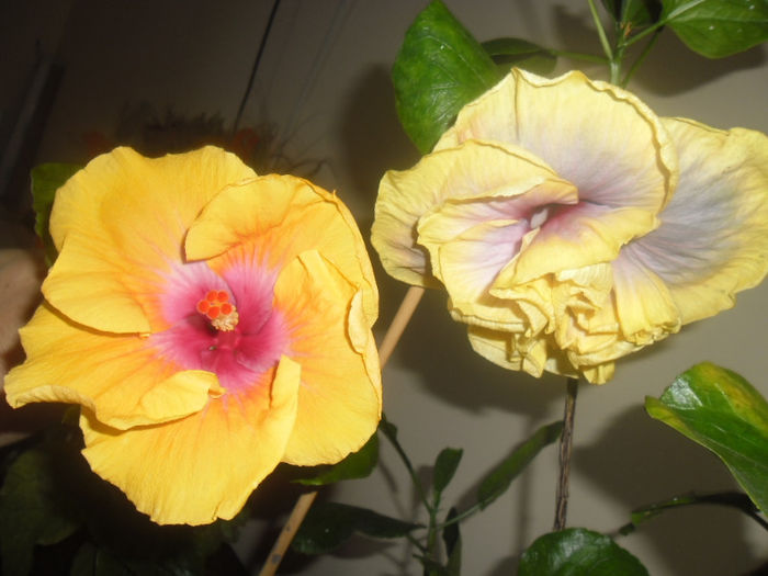 Grand Prix +  Gator Magic - Hibiscus 2013 -1