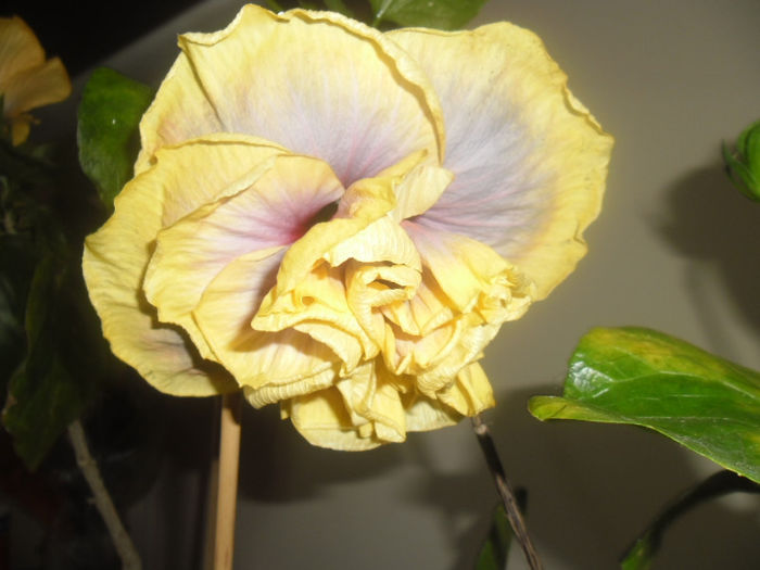 Gator Magic - Hibiscus 2013 -1