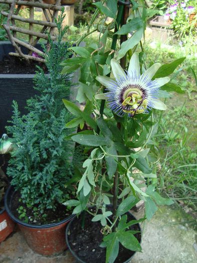 passiflora - florile mele