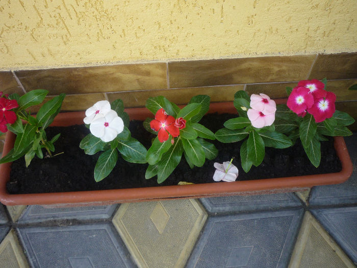 original 977 - AA foto 2013