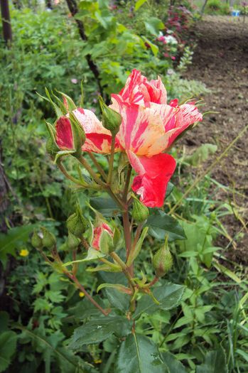 048 - GRADINA DE LA TARA 2013