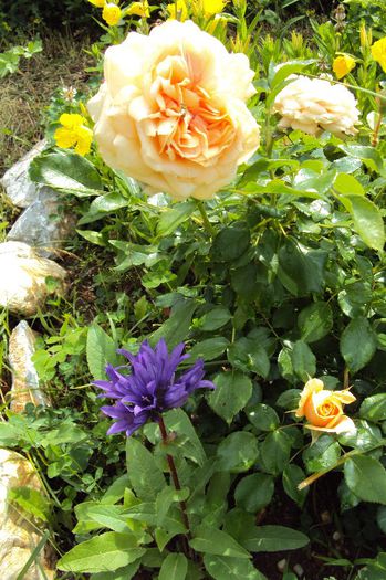 053 - GRADINA DE LA TARA 2013