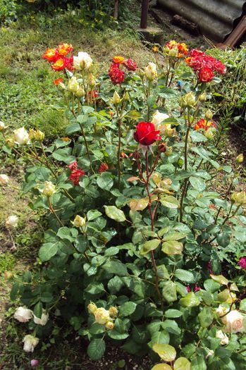 066 - GRADINA DE LA TARA 2013