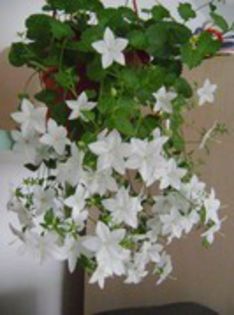 Campanula