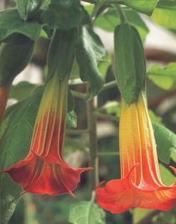 thumb_400_x_510_4210-datura-laurul-de-camera-2