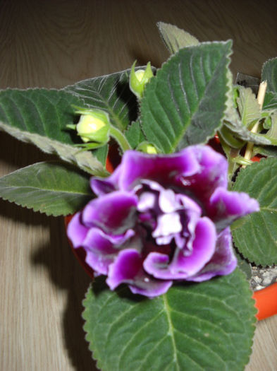 Allgero Purple- 2.07.013 - 1GLOXINIA- 2013