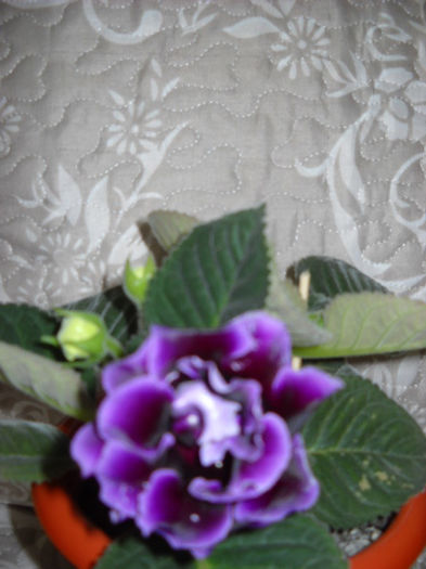 Allgero Purple - 1GLOXINIA- 2013