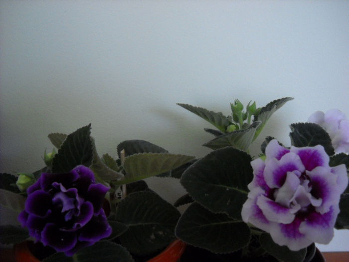Allgero purple & Burgundy Queen - 1GLOXINIA- 2013