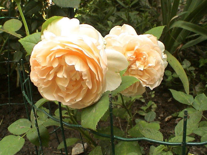 DSC00579 - Ambridge Rose