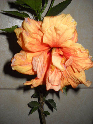 3.07.013 Classic Apricot dublu