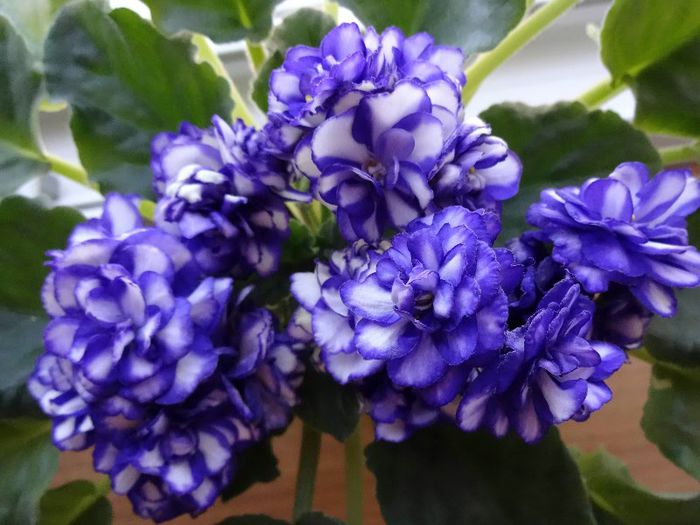 DSC01861 - Pat Tracey