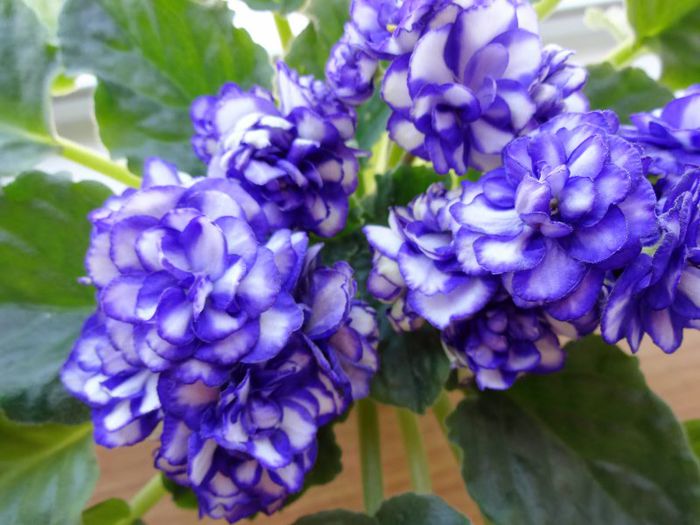 DSC01862 - Pat Tracey