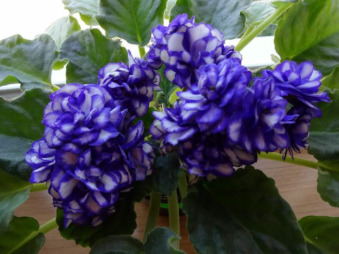 DSC01863 - Pat Tracey