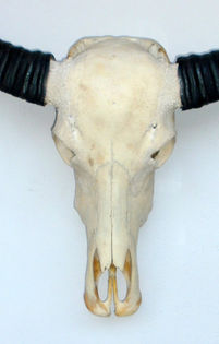 Craniu de bivol de apa Thailanda = 265 de euro - CREEPY STUFF