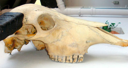 Craniu de bivol de apa Thailanda_3jpg - CREEPY STUFF