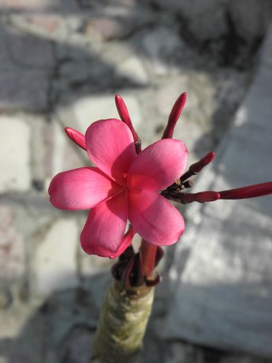 P7030019 - Plumeria