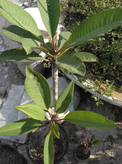 P7030020 - Plumeria