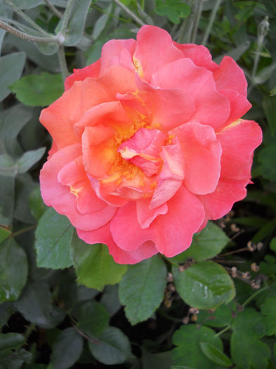 Westerland - Trandafiri 2013