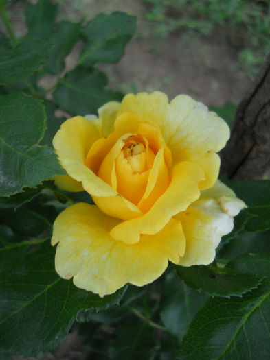 Rimosa