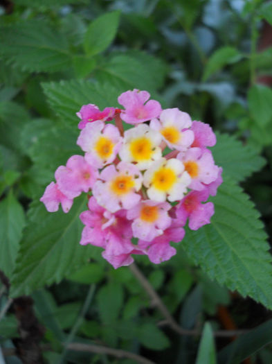 Lantana - Plante interior 2013