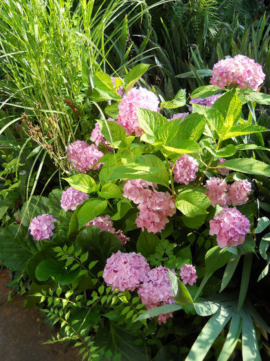 Hortensia - Gradina 2013