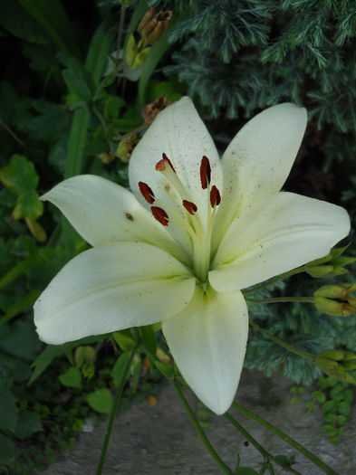 Picture 3991 - Gradina 2013