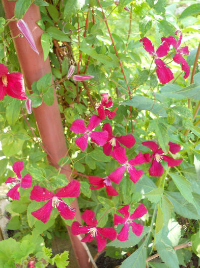 Clematita - Gradina 2013