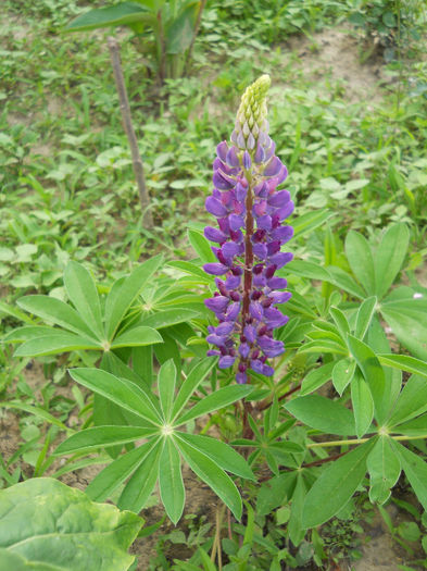 Lupin