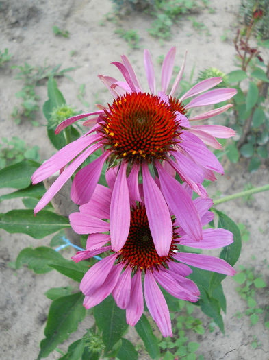 Echinacea