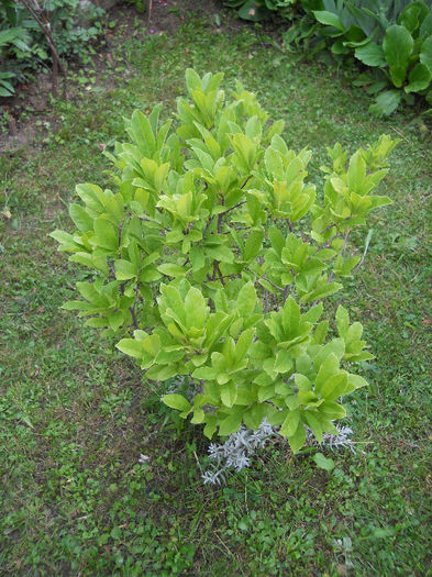 Magnolia stelata