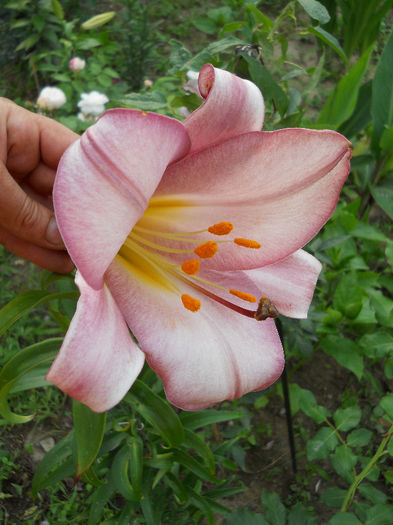 LILIA TRĄBKOWA PINK PERFECTION