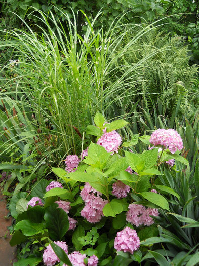 Miscanthus&Hortensie
