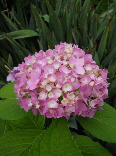 Hortensia.