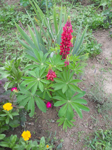 Lupin.