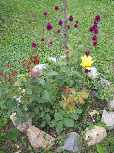 Allium