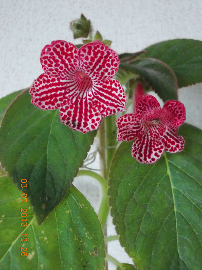 kohleria sunna - iulie 2013-flori