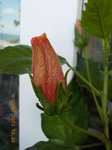 3 iulie 2013-flori 071
