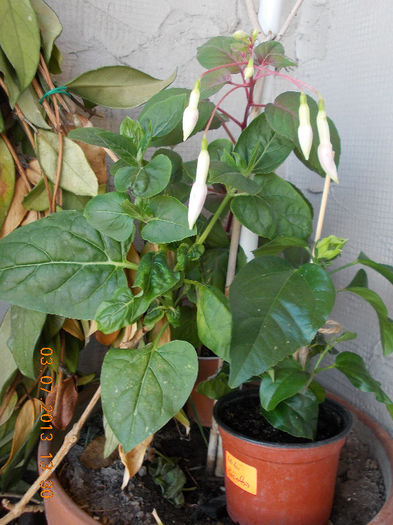 3 iulie 2013-flori 075