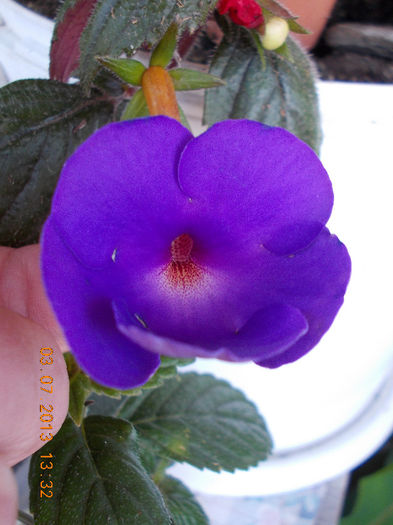 3 iulie 2013-flori 088