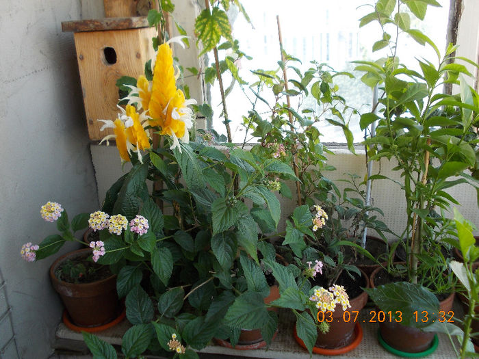 3 iulie 2013-flori 096