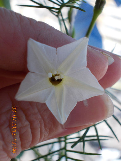 zorica stelata alba - iulie 2013-flori