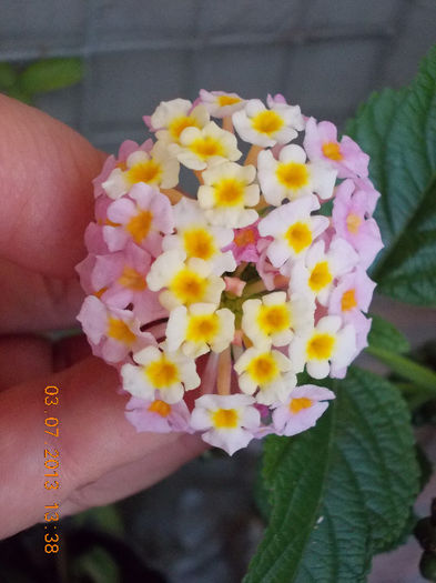 lantana camara - iulie 2013-flori