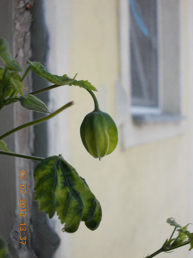 3 iulie 2013-flori 135