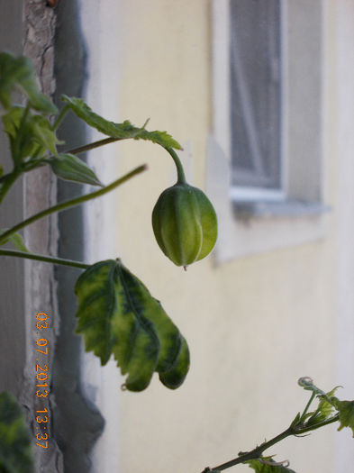 abutilon galben